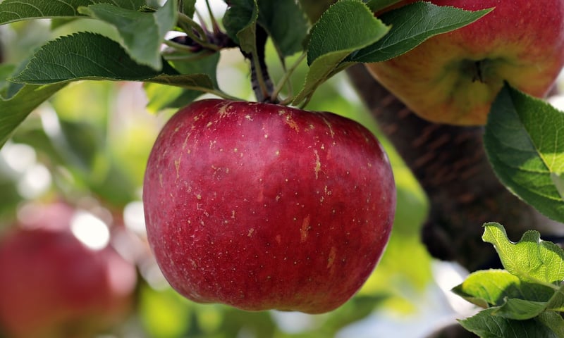 Golden Apples