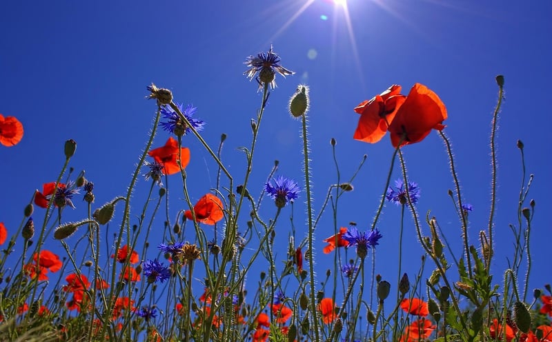 Fields of Elysium