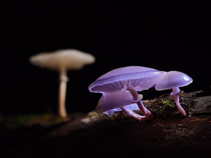 Magical Mushrooms